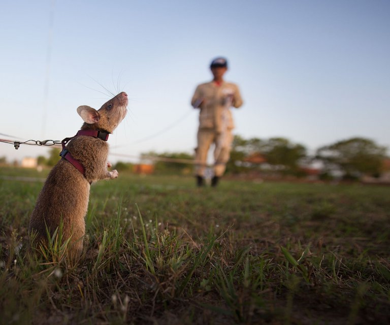 exyrium-herorats